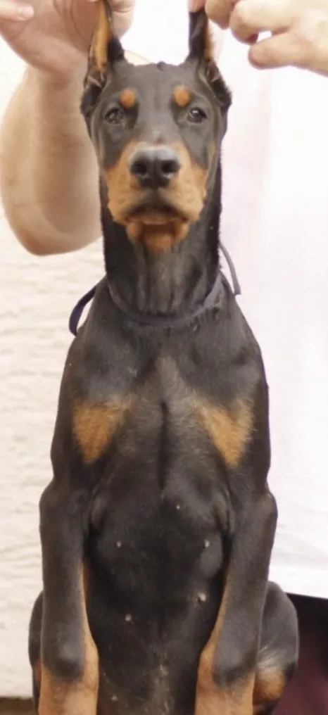 Doberman štenci