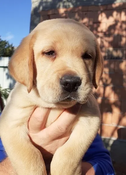 Labradori stenci