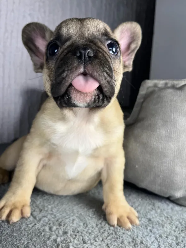 Francuski Buldog štenci