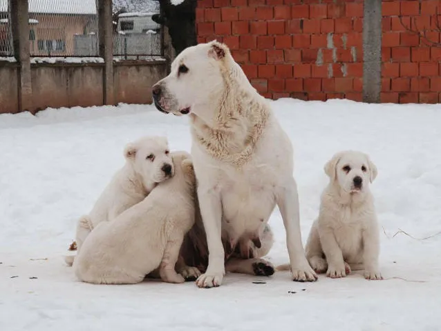 SREDNJEAZIJSKI OVCAR - stenad ruskog porekla