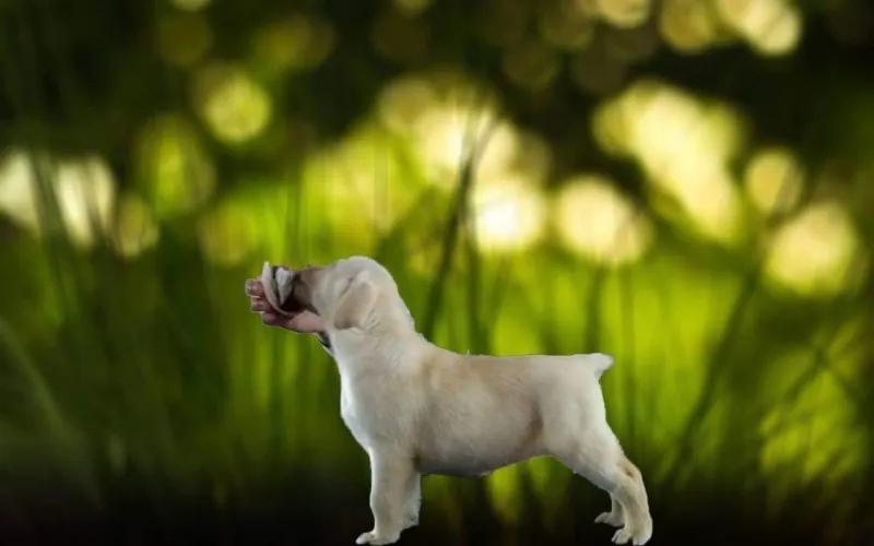 Labrador retriver štenci