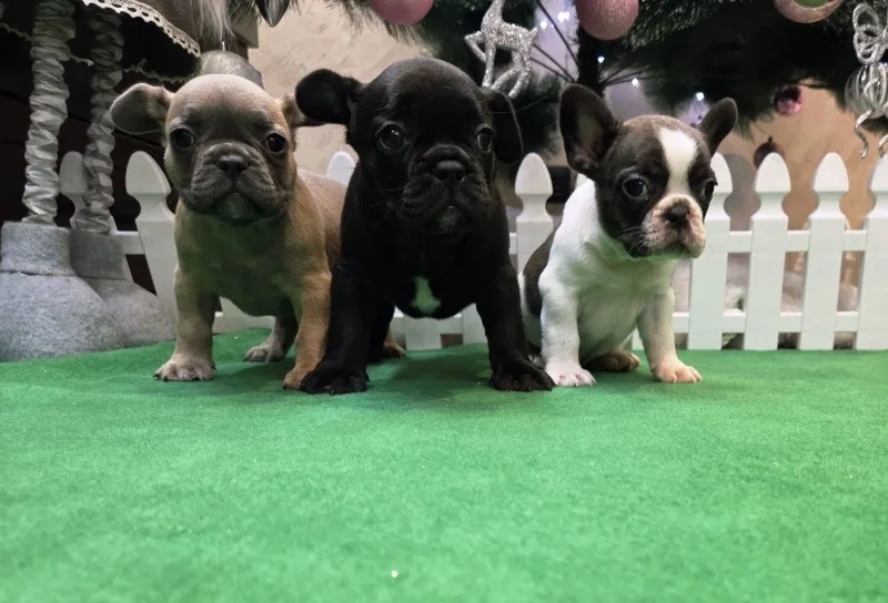 Francuski buldog štenci