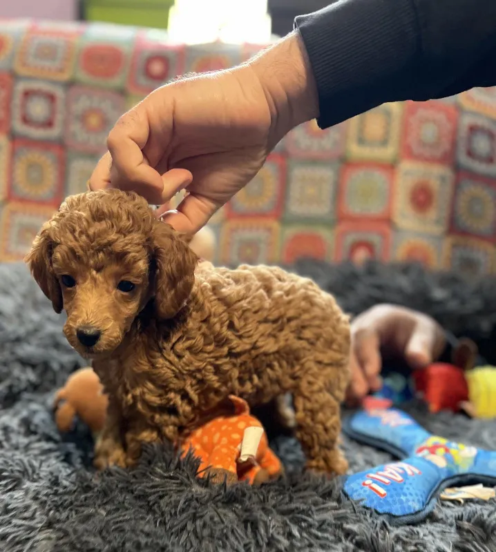 Toy Patuljasta Pudla