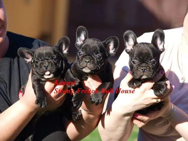 Francuski Buldog