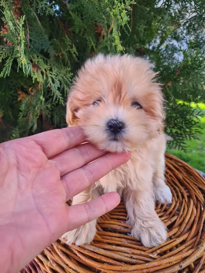 Maltipoo štenci 