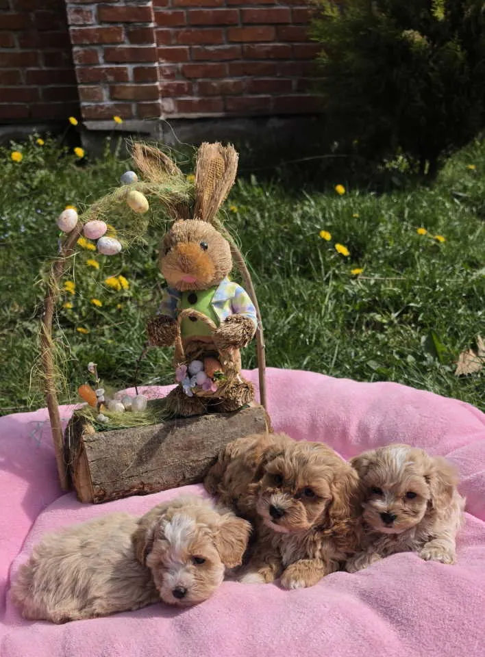 Predstavljamo vam novo leglo bebica maltipoo