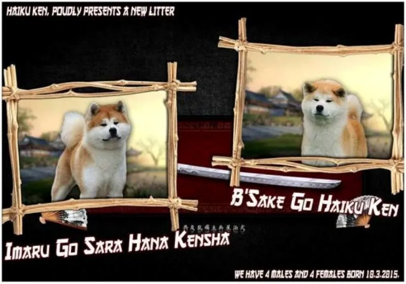 AKITA INU - Vrhunsko Leglo stenaca
