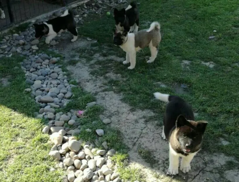 Američka akita štenci na prodaju