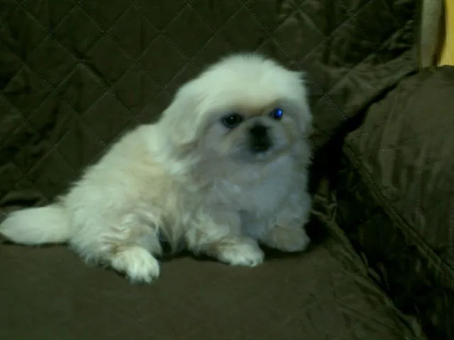 Dugodlaki pekinezer krem boje – kupujem