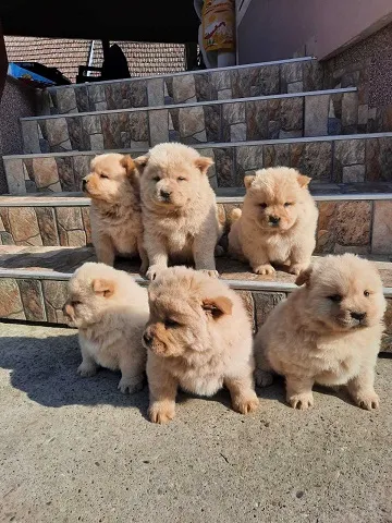 CHOW CHOW CAU CAU