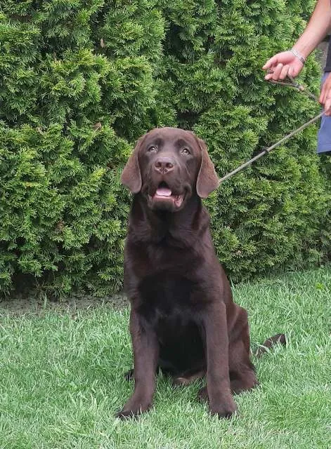 Labrador Retriver, čokoladni štenci