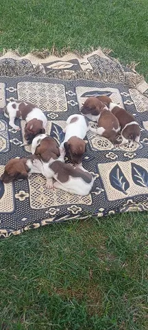 Harlekin jazavičar štenci
