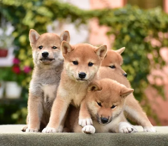 Shiba inu stenci