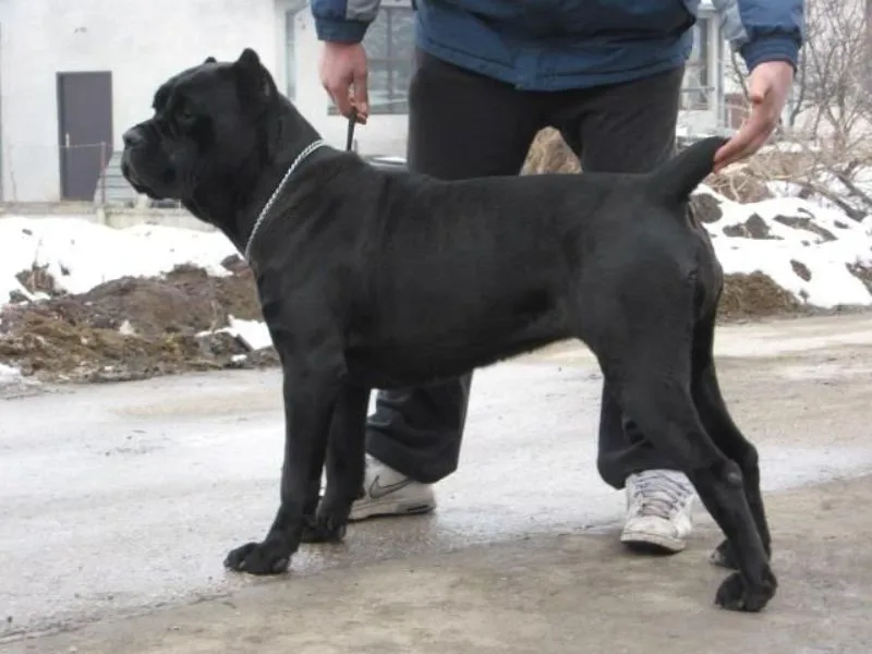 Cane Corso (Kane Korso) stenci 