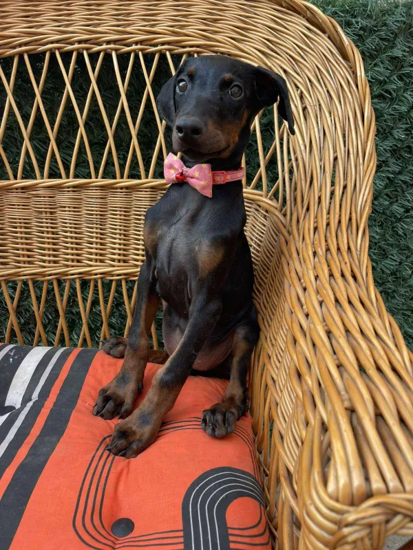 Doberman štenci