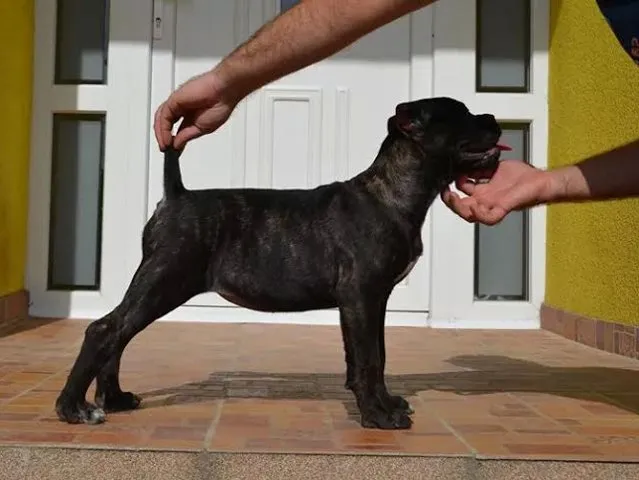 Cane Corso - vrhunsko zensko stene