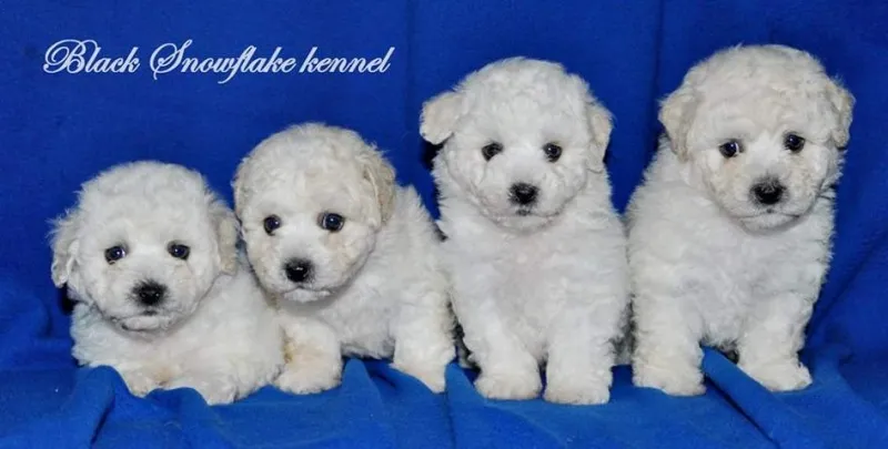 Stenad kovrdzavog bisona - izlozbenog potencijala