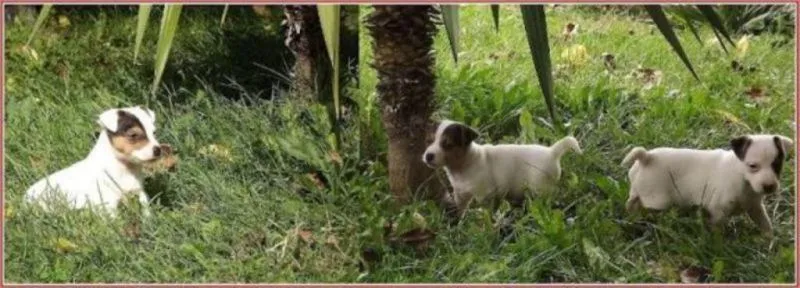 Jack russell terrier štenci  prekrasnog izgleda
