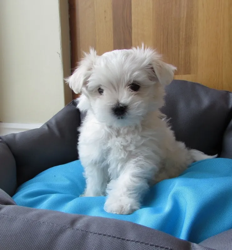 slatka bjelkinja maltese štene na raspolaganju za usvajanje sada !!