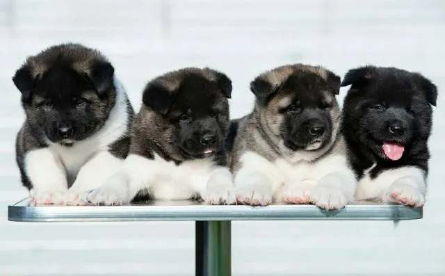 Americka Akita, novo leglo