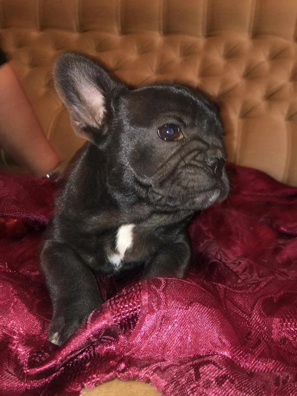 Francuski Buldog štenci