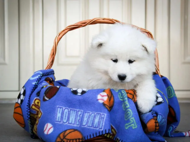 SAMOJED stenci vrhunskog porekla