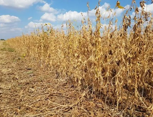 Obradivo zemljište, oranice