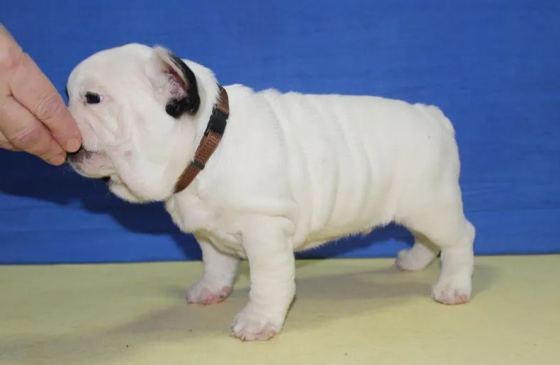 Francuski buldog