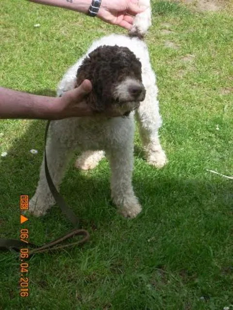 Lagotto Romagnolo  