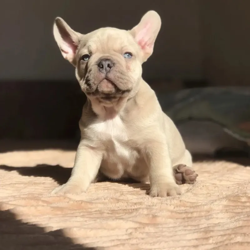 Francuski buldog