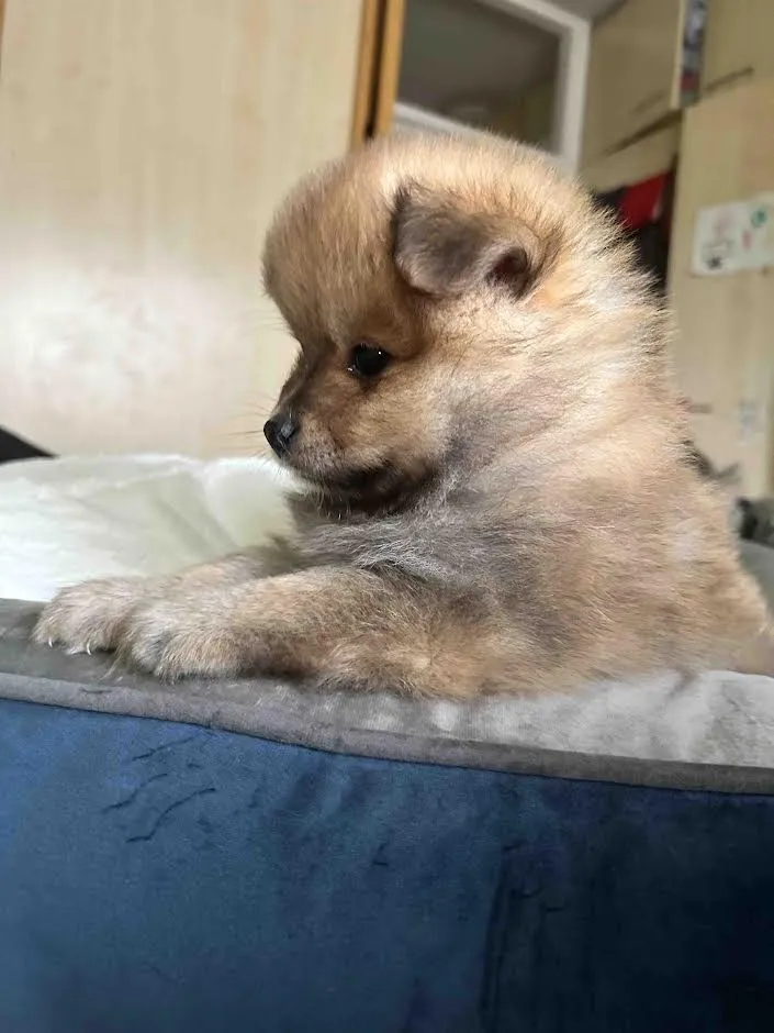 Pomeranac 