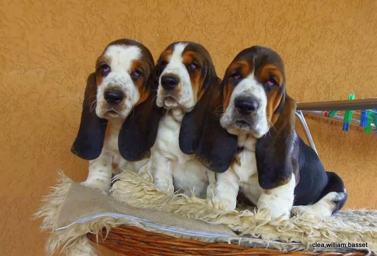 Basset Hound - baset