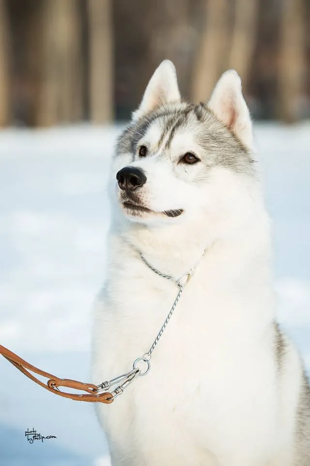 Muzjak sibirskog haskija slobodan za parenje