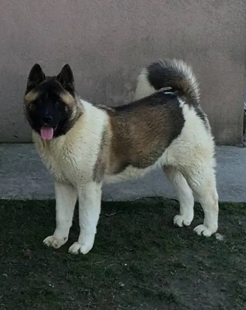 Američka Akita, prelepe ženke