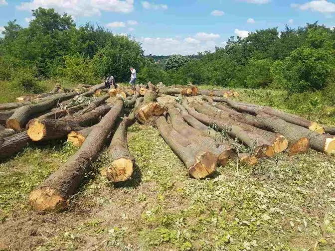 Kupujem lipove trupce 