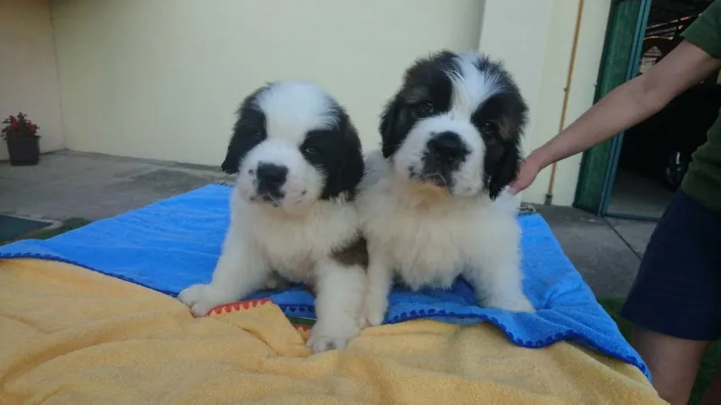 Stenci Bernardinaca dugodlaki