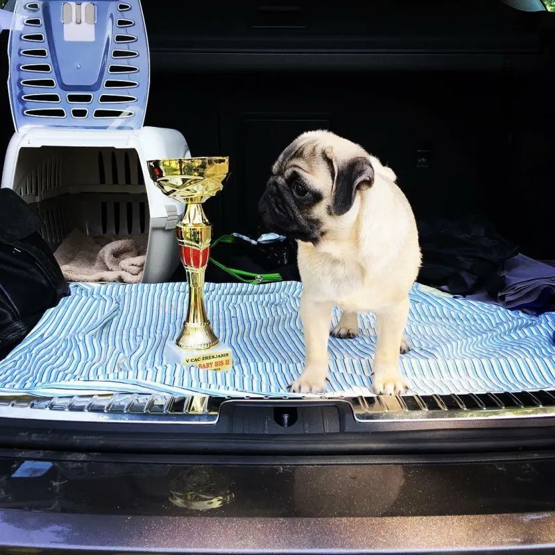 Mops štene na prodaju