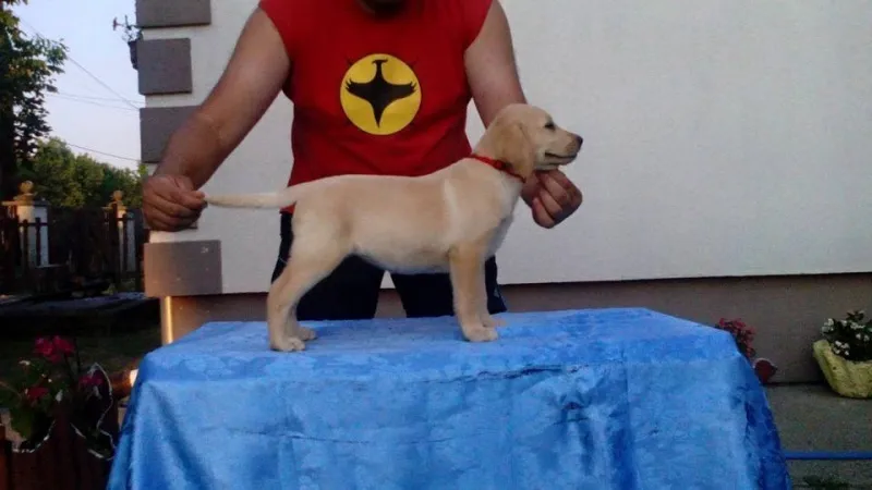 Labrador retriver - štenci izuzetnih krvnih linija