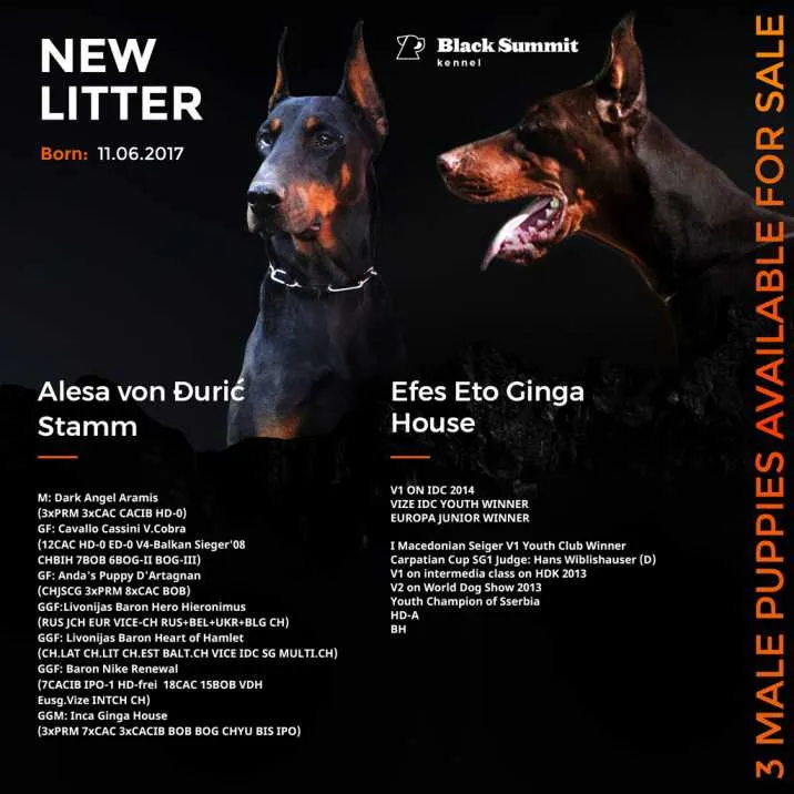 Doberman stenci na prodaju - Black Summit Kennel