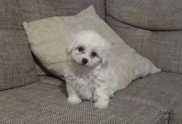 Bison-frise-kovrdzavi