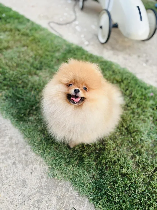 Pomeranac musko stene