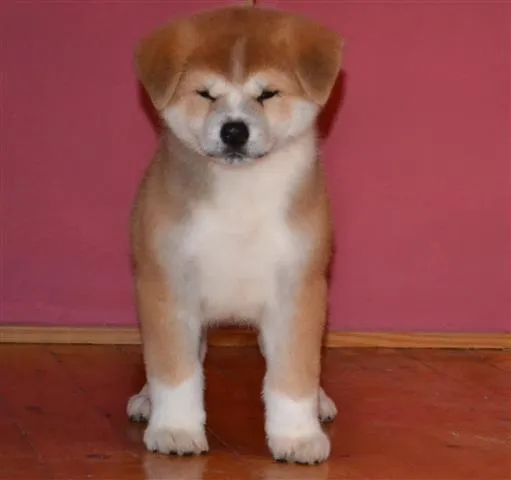 Akita Inu stenci odgajivacnica Peki Siberica