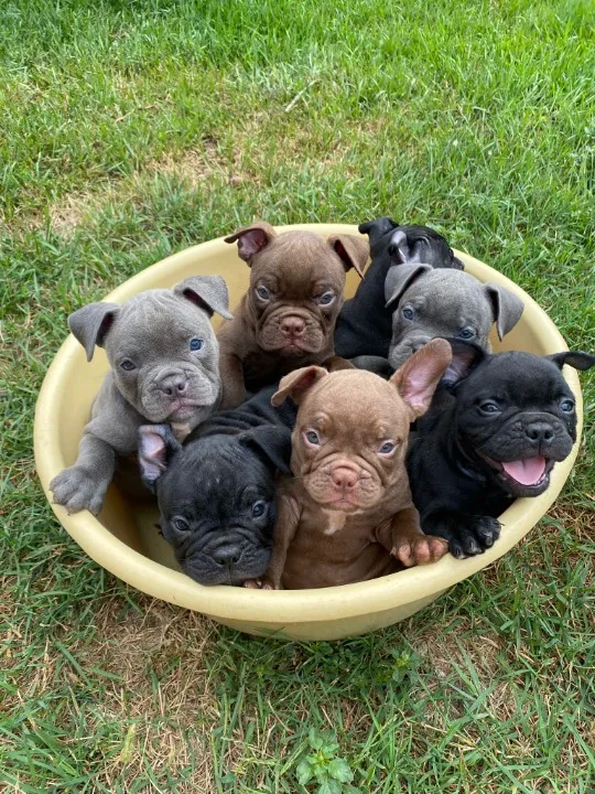 Na prodaju štenci američkog bulija 