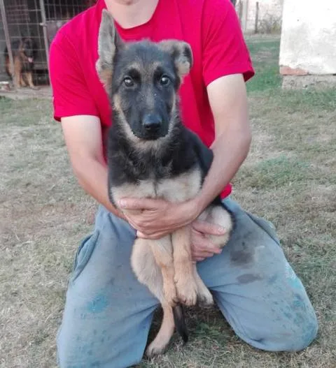 Nemacki ovcar, zensko stene