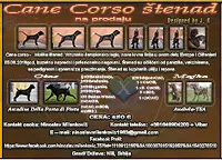 Cane Corso štenad na prodaju