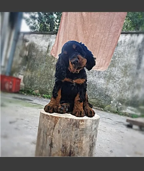 Gordon Seter, štenci