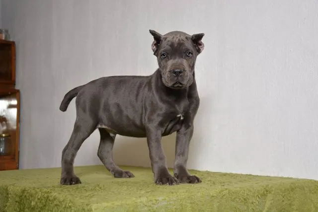 Kane Korso - izvanredno leglo!!!