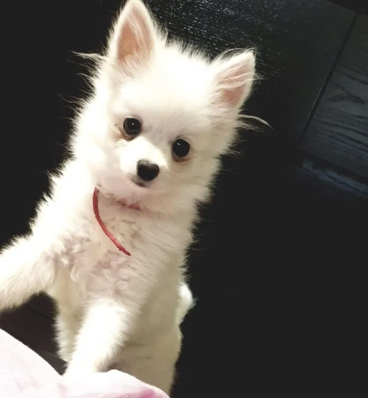 Zapanjujući bijeli / krem pomeranski štenci