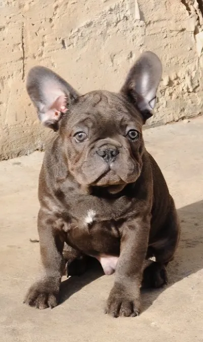 Francuski buldog, egzoticni stenci