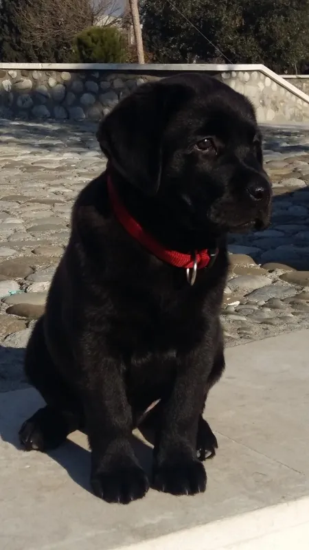Labrador 